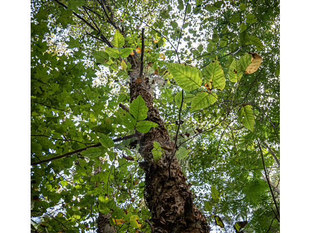 Betula nigra (River birch) #84979