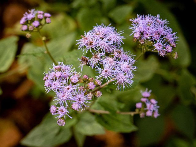 Conoclinium coelestinum (Blue mistflower) #85031