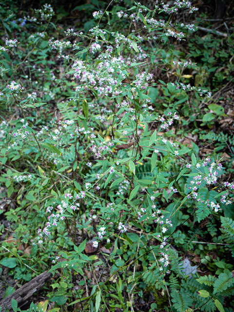 Symphyotrichum lateriflorum (Calico aster) #85037