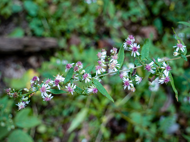 Symphyotrichum lateriflorum (Calico aster) #85038