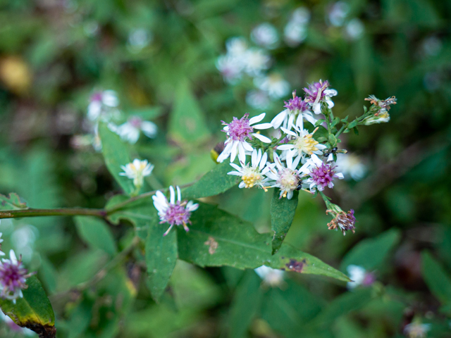 Symphyotrichum lateriflorum (Calico aster) #85039