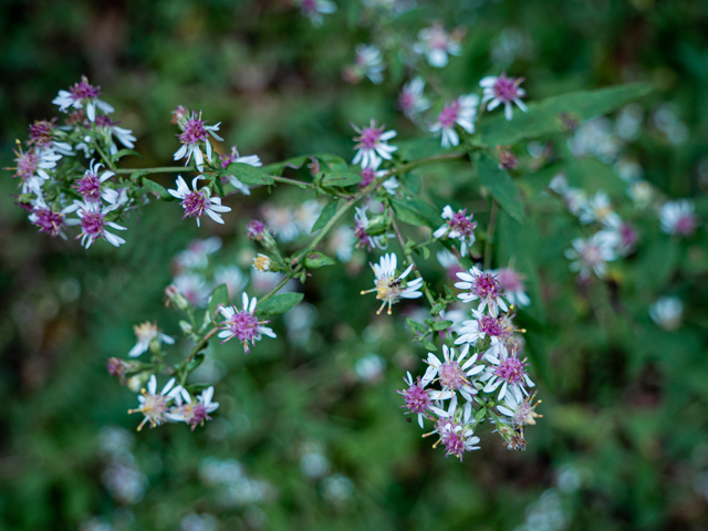 Symphyotrichum lateriflorum (Calico aster) #85040