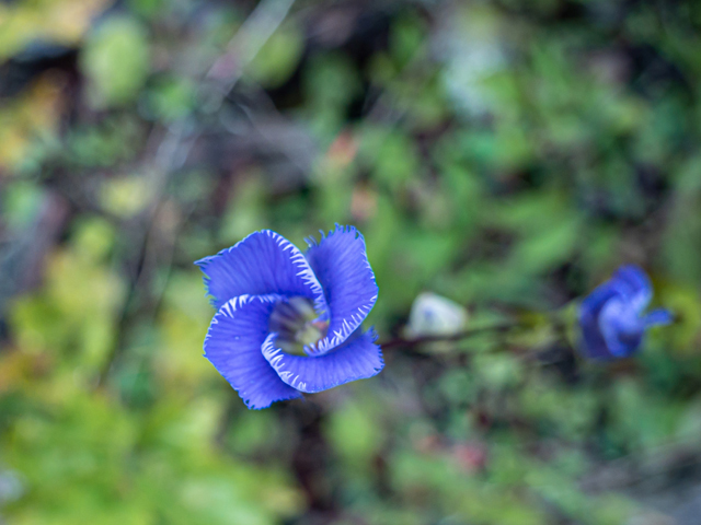 Gentianopsis crinita (Greater fringed gentian) #85041