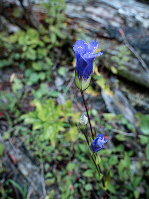 Gentianopsis crinita (Greater fringed gentian) #85042