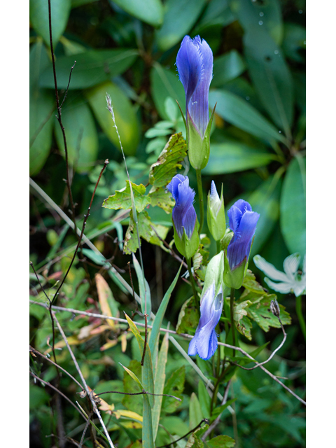 Gentianopsis crinita (Greater fringed gentian) #85043