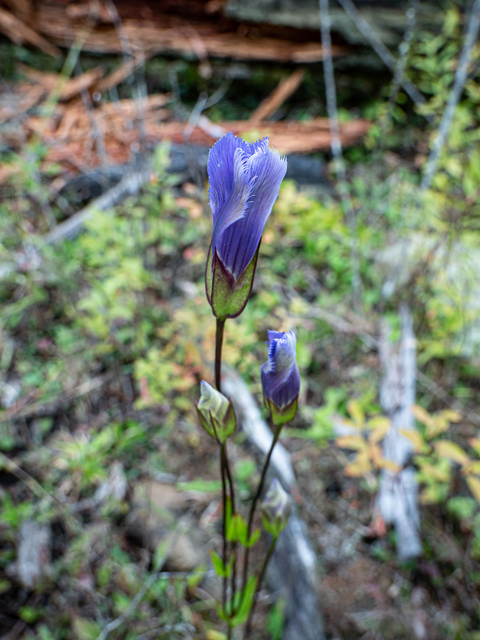 Gentianopsis crinita (Greater fringed gentian) #85044