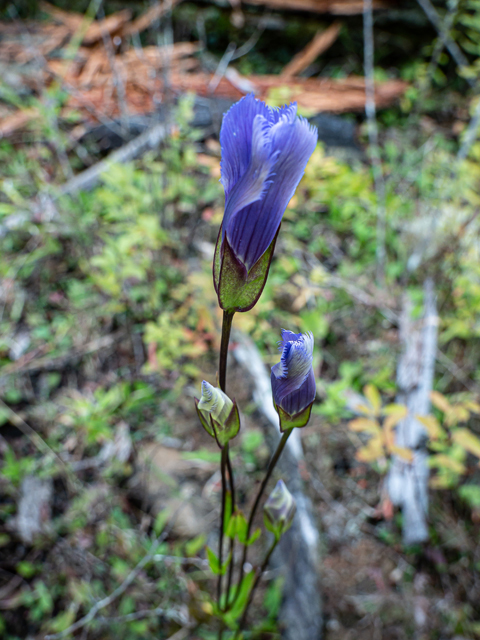 Gentianopsis crinita (Greater fringed gentian) #85045