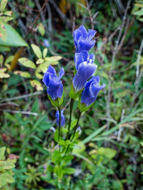 Gentianopsis crinita (Greater fringed gentian) #85046