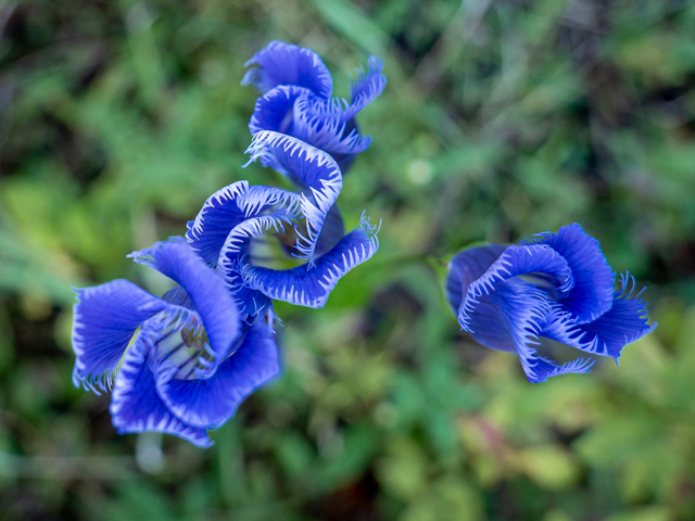 Gentianopsis crinita (Greater fringed gentian) #85047