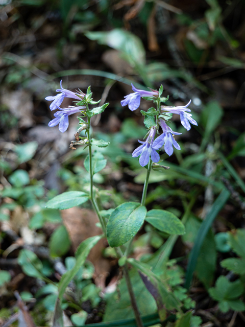 Lobelia puberula (Downy lobelia) #85062