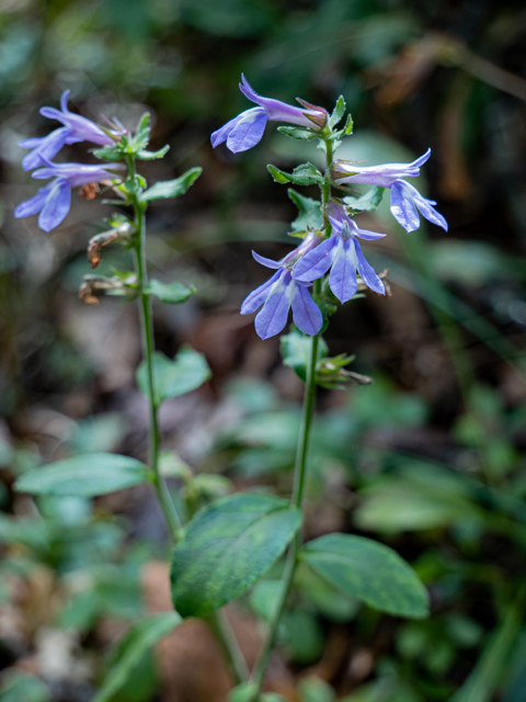 Lobelia puberula (Downy lobelia) #85063