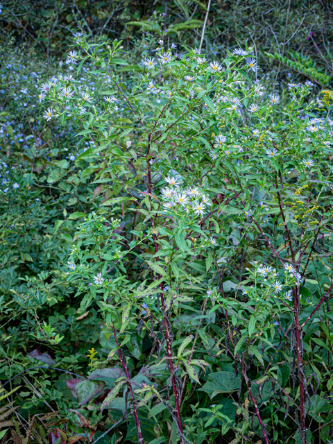 Symphyotrichum puniceum (Purplestem aster) #85070