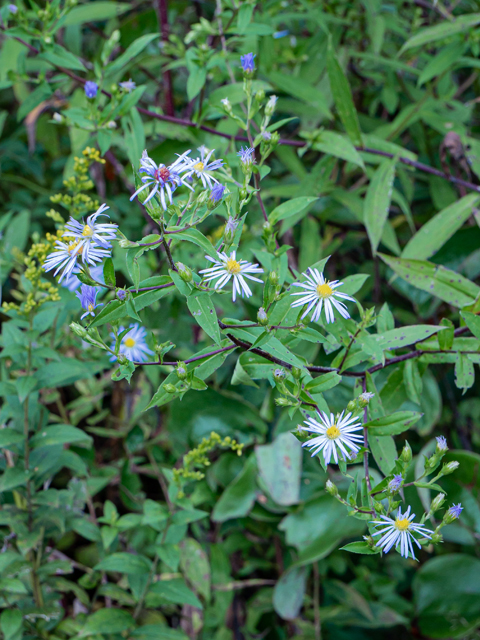 Symphyotrichum puniceum (Purplestem aster) #85071