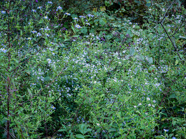 Symphyotrichum puniceum (Purplestem aster) #85072