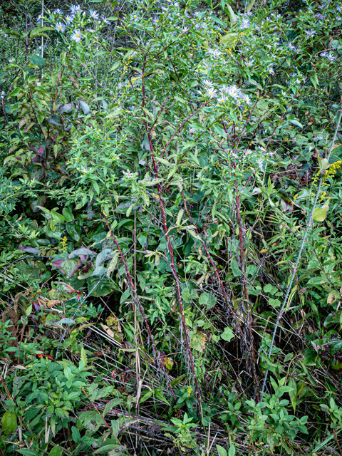 Symphyotrichum puniceum (Purplestem aster) #85073