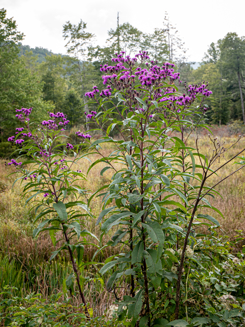 Vernonia noveboracensis (New york ironweed) #85087