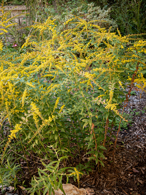 Solidago rugosa (Wrinkleleaf goldenrod) #85117