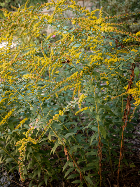 Solidago rugosa (Wrinkleleaf goldenrod) #85118