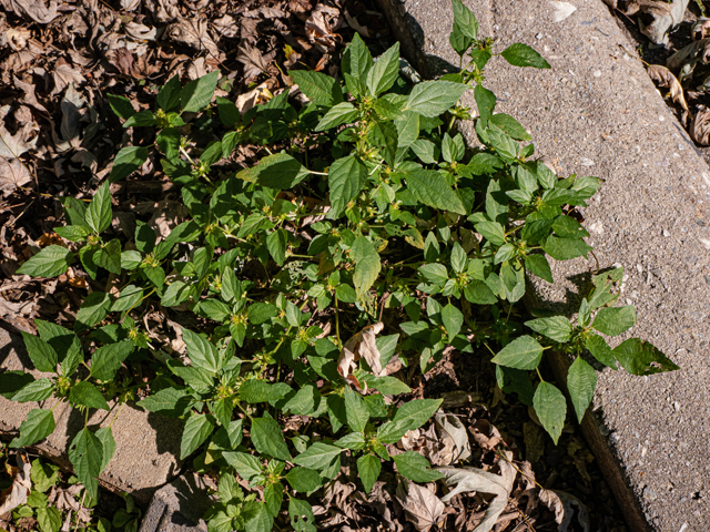 Acalypha rhomboidea (Common threeseed mercury) #85121