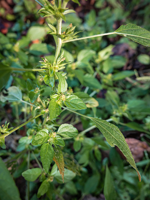 Acalypha rhomboidea (Common threeseed mercury) #85124