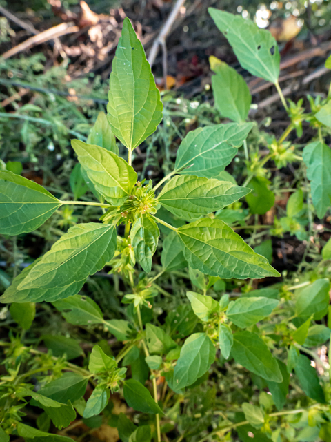 Acalypha rhomboidea (Common threeseed mercury) #85127