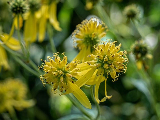 Verbesina alternifolia (Wingstem) #85155