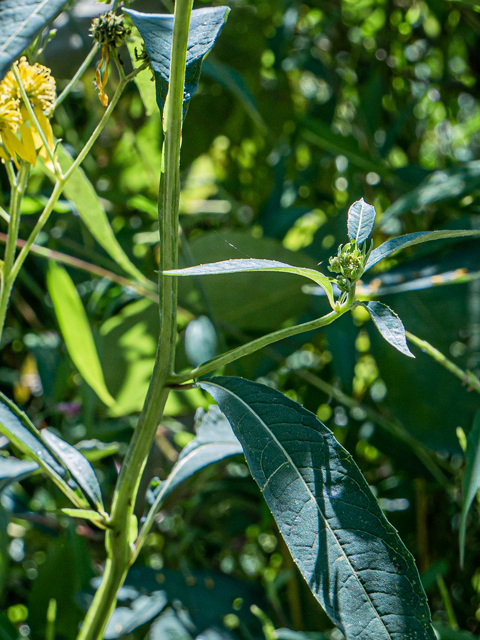 Verbesina alternifolia (Wingstem) #85156