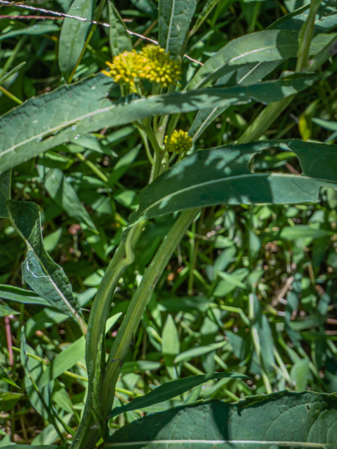 Verbesina alternifolia (Wingstem) #85157