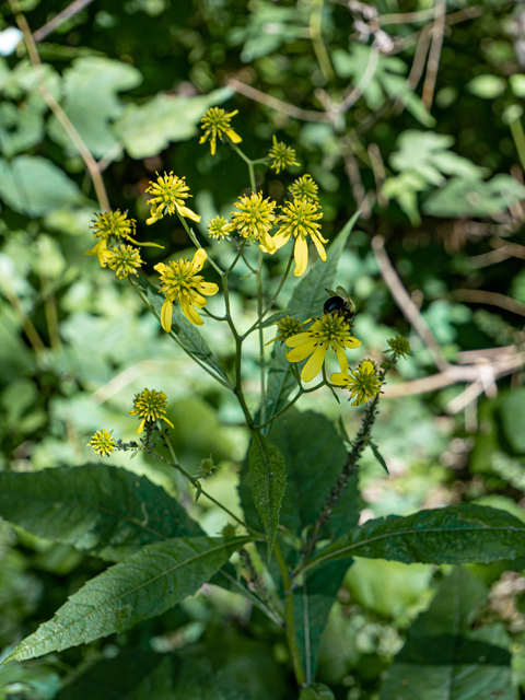 Verbesina alternifolia (Wingstem) #85159