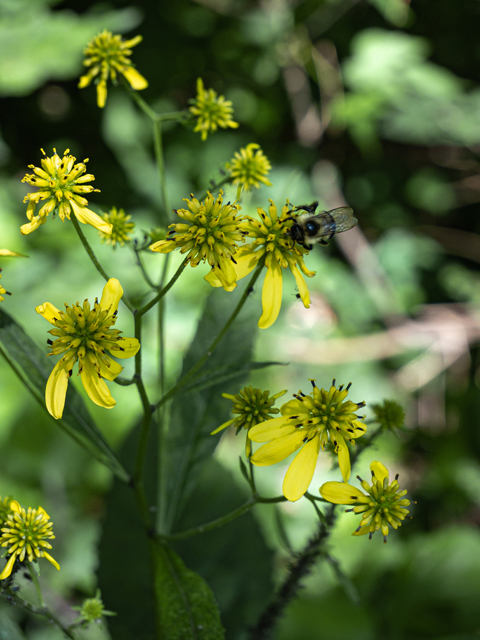 Verbesina alternifolia (Wingstem) #85160