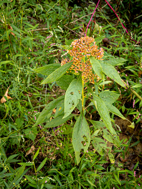 Pluchea camphorata (Camphor pluchea) #85165