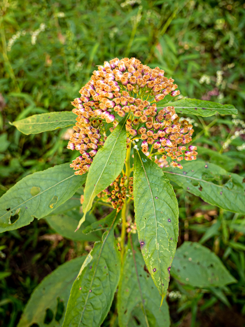 Pluchea camphorata (Camphor pluchea) #85166