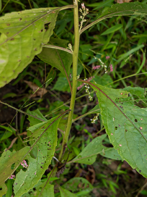 Pluchea camphorata (Camphor pluchea) #85168