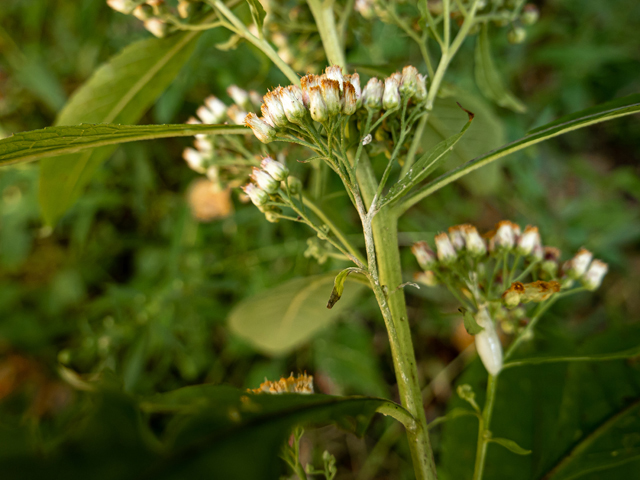 Pluchea camphorata (Camphor pluchea) #85170