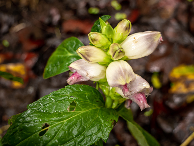 Chelone glabra (White turtlehead) #85174