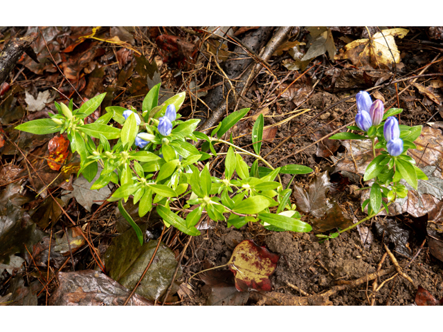 Gentiana saponaria (Harvestbells) #85175