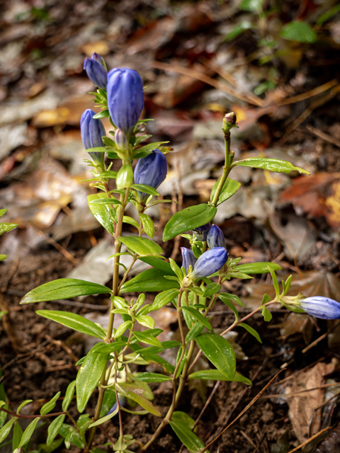 Gentiana saponaria (Harvestbells) #85176