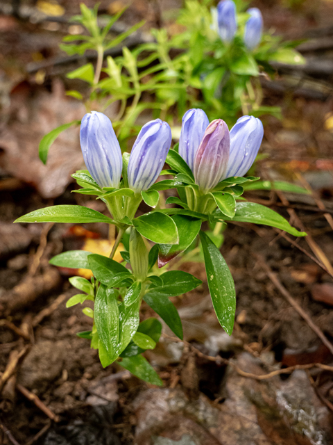 Gentiana saponaria (Harvestbells) #85177