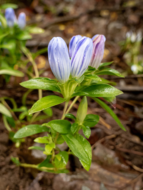 Gentiana saponaria (Harvestbells) #85178