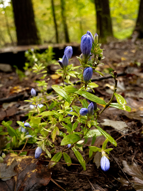 Gentiana saponaria (Harvestbells) #85179