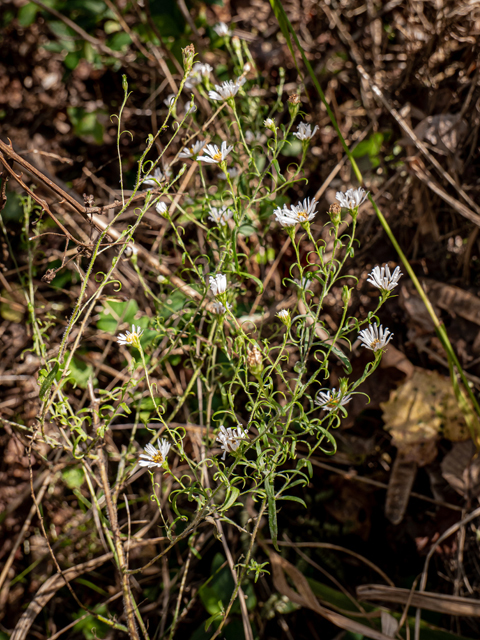 Symphyotrichum pilosum var. pilosum (Hairy white oldfield aster) #85206