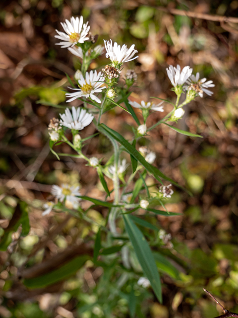 Symphyotrichum pilosum var. pilosum (Hairy white oldfield aster) #85208