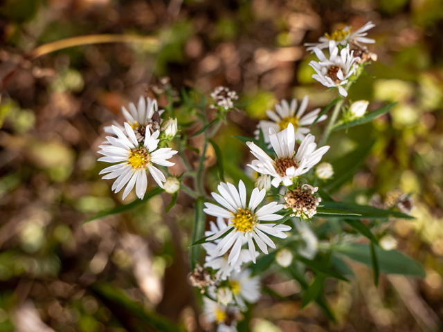 Symphyotrichum pilosum var. pilosum (Hairy white oldfield aster) #85209