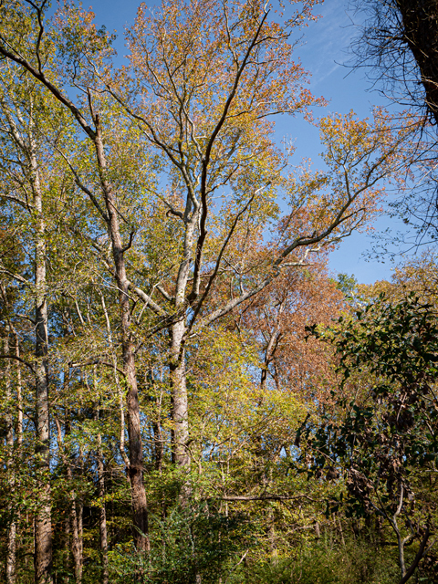 Liquidambar styraciflua (Sweetgum) #85230