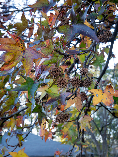 Liquidambar styraciflua (Sweetgum) #85267