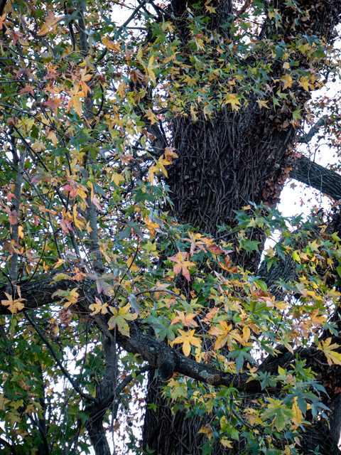 Liquidambar styraciflua (Sweetgum) #85269