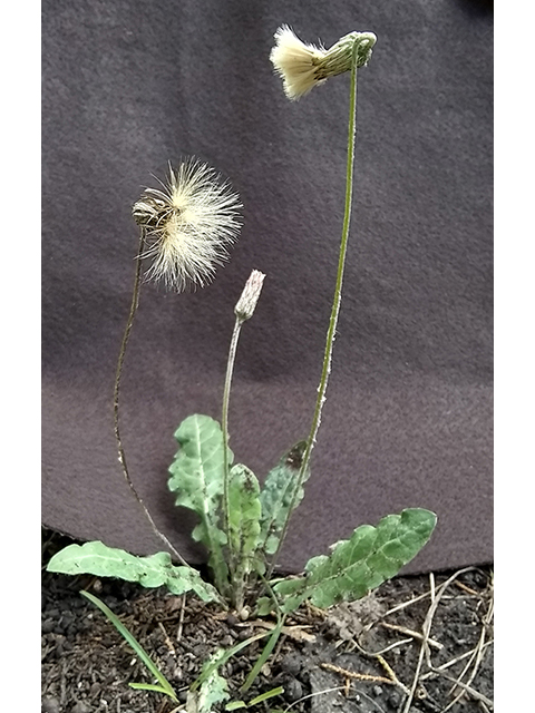 Chaptalia texana (Texas silverpuff) #87723