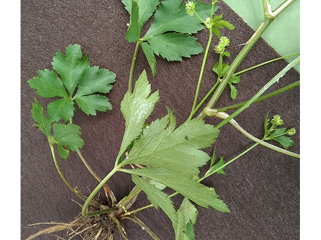 Sanicula canadensis (Canadian blacksnakeroot) #87724