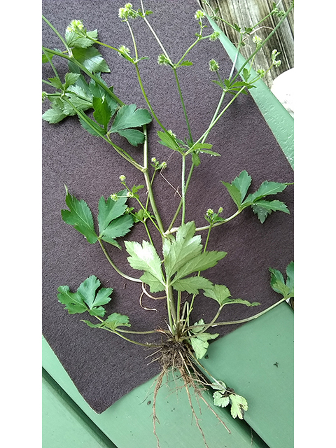 Sanicula canadensis (Canadian blacksnakeroot) #87725