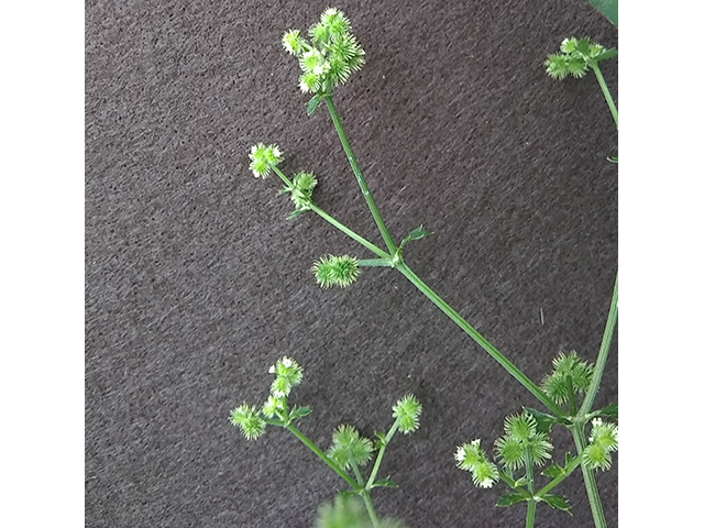 Sanicula canadensis (Canadian blacksnakeroot) #87727